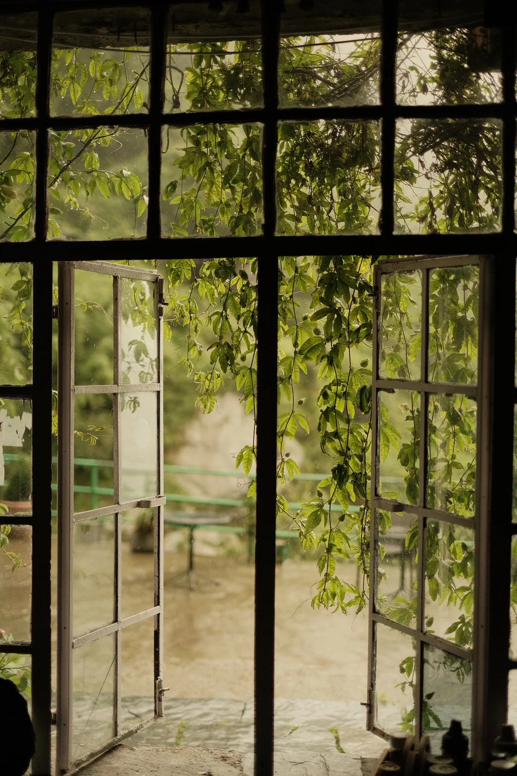 Open windows framed by climbing green leaves
