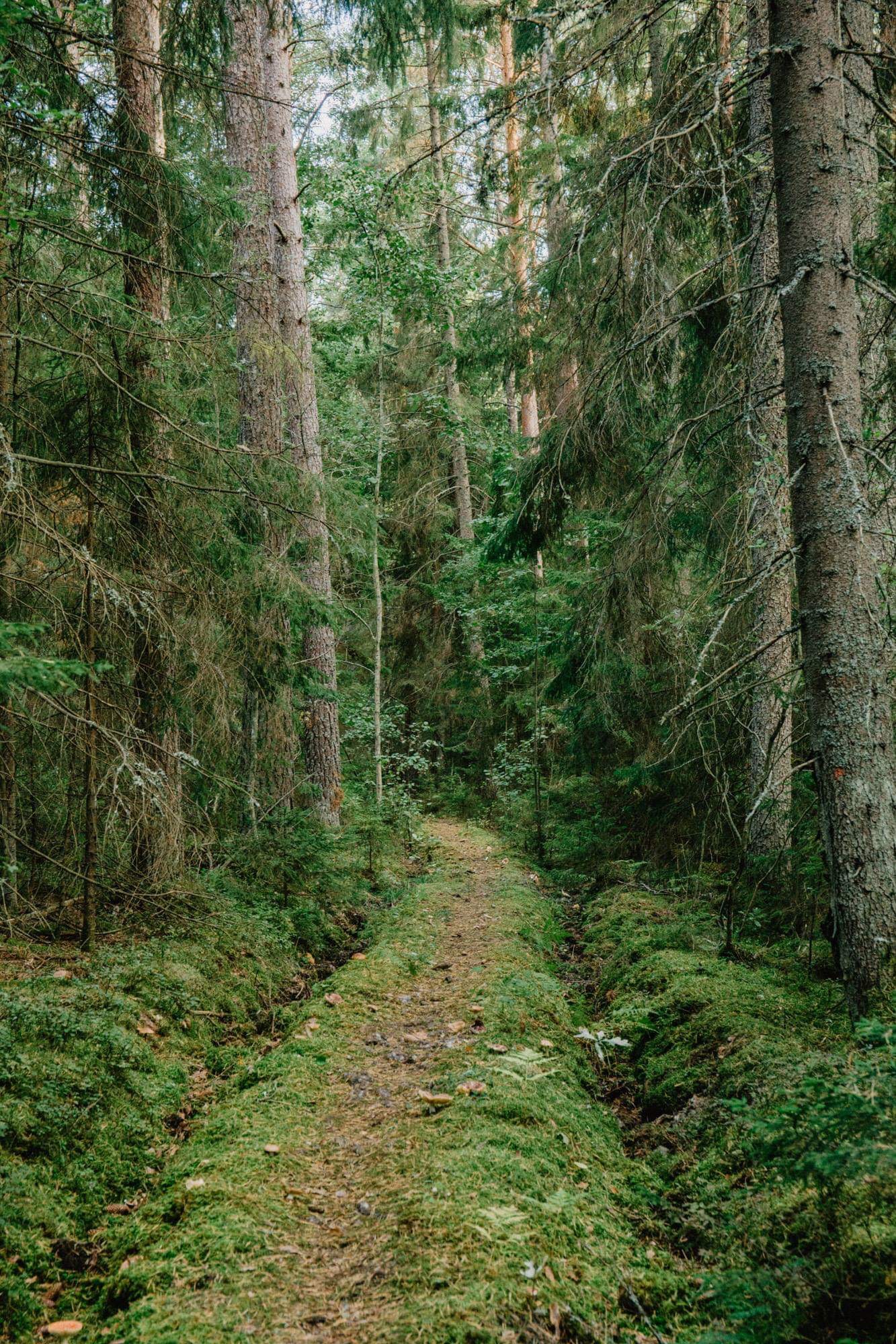A narrow path moving through a quiet green forest