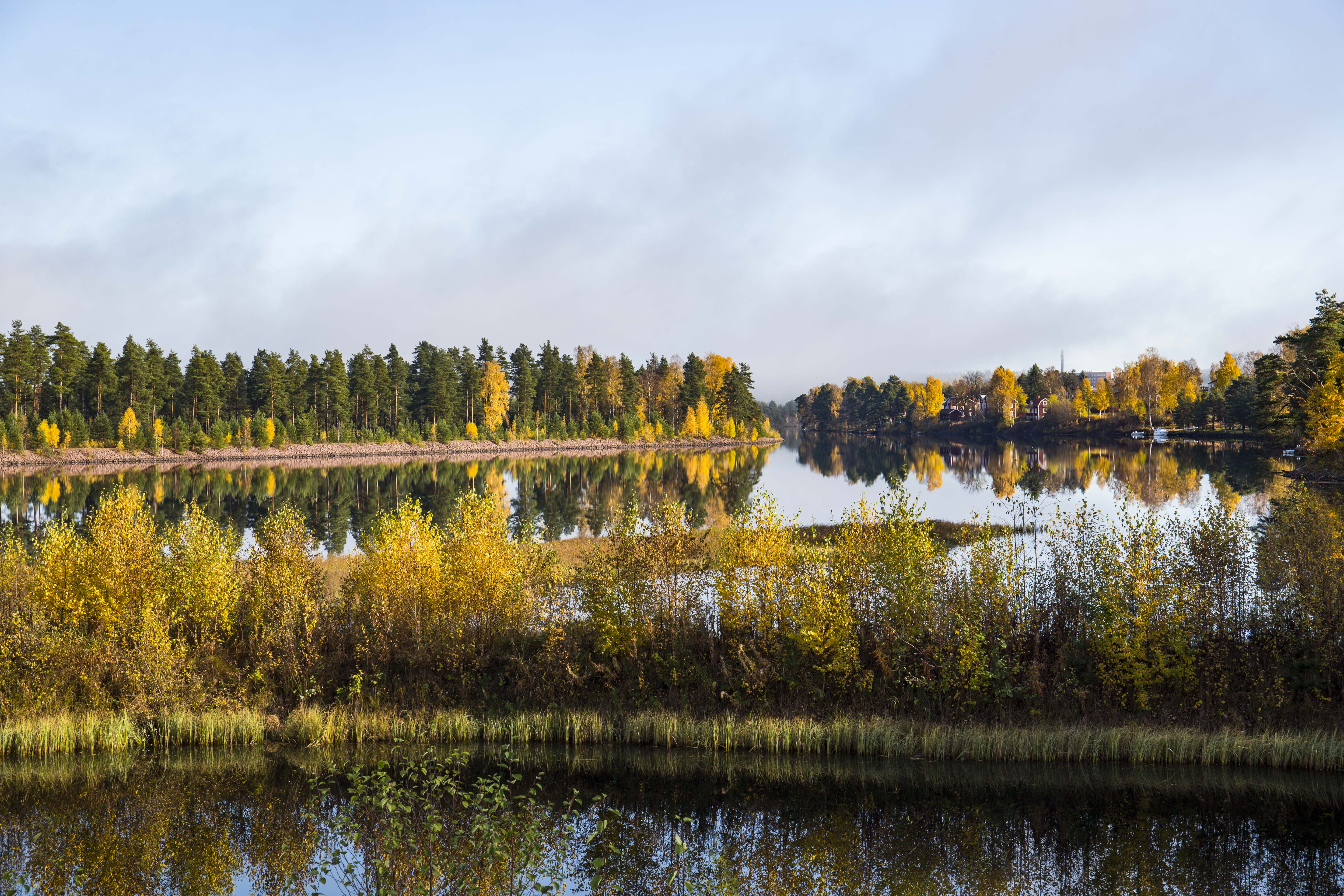 Still water reflecting trees beneath an open sky